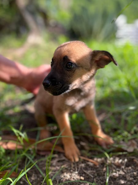 Rolly, femelle croisée berger, née le 01/08/2025 🐶