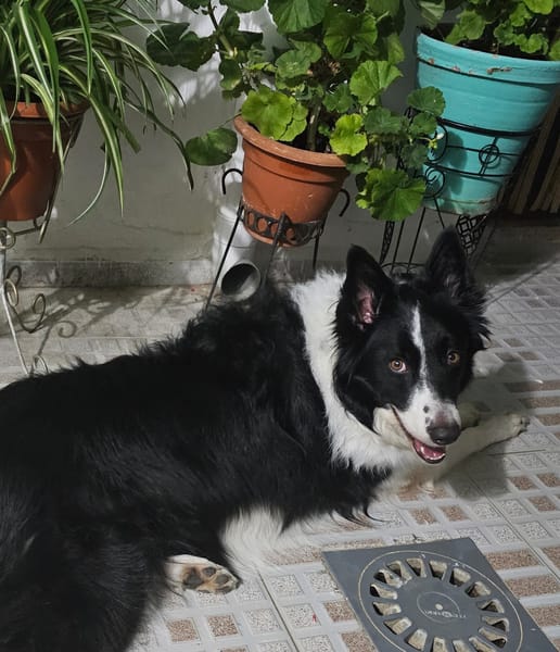 OREO