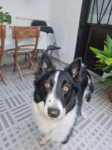 OREO