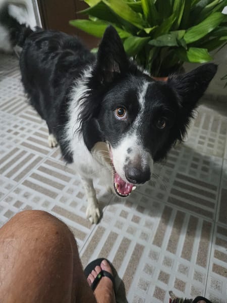 OREO