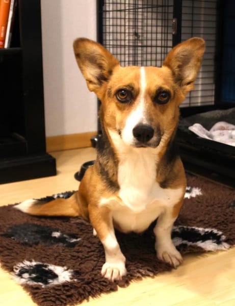 Tanja Corgi Mix 3 Jahre 30 cm