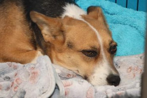 Tanja Corgi Mix 3 Jahre 30 cm