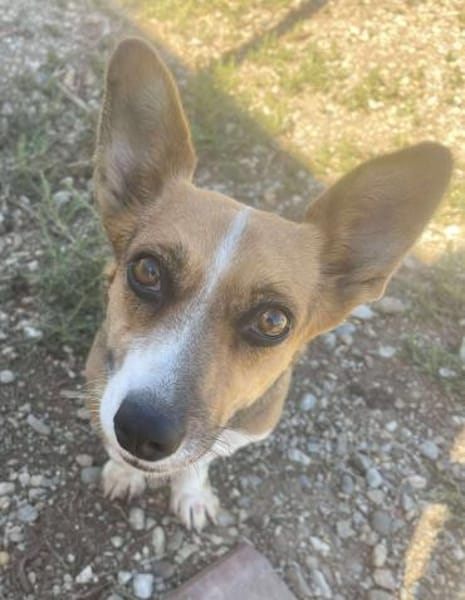 Tanja Corgi Mix 3 Jahre 30 cm