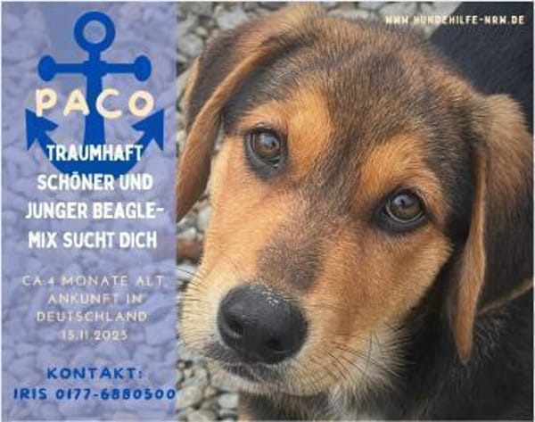 Paco - zuckersüßer Welpenbub!