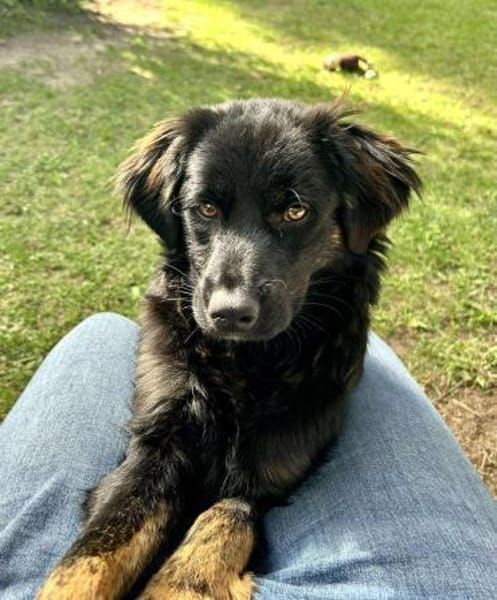 Zuckerknopf Bailey sucht seine Familie
