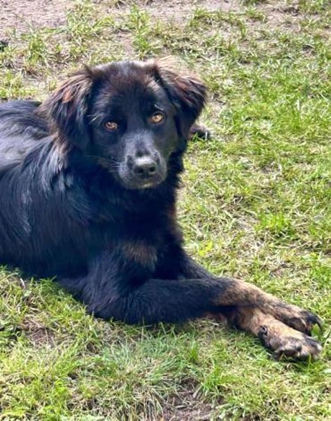Zuckerknopf Bailey sucht seine Familie
