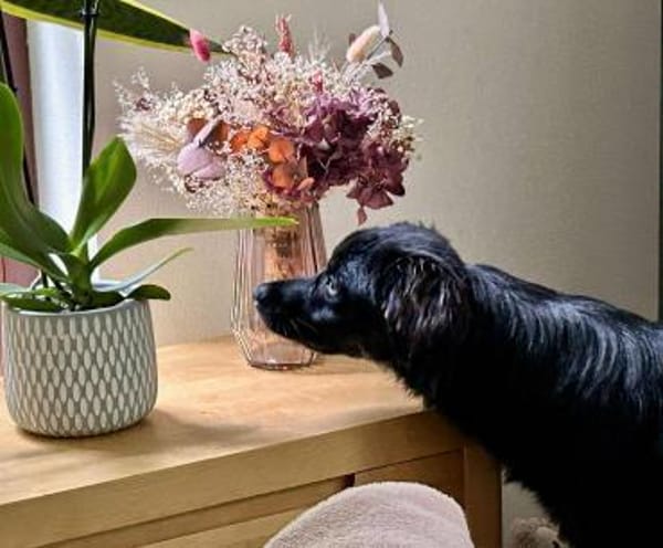 Zuckerknopf Bailey sucht seine Familie