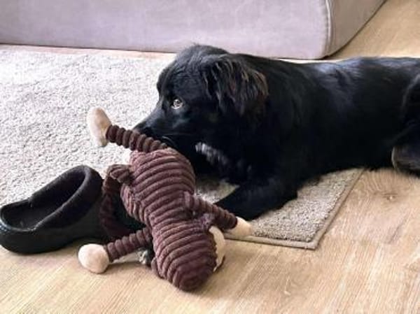 Zuckerknopf Bailey sucht seine Familie
