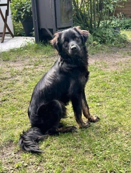 Zuckerknopf Bailey sucht seine Familie