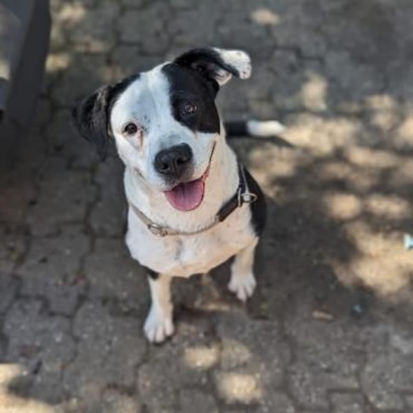 Amara sucht geduldiges Zuhause