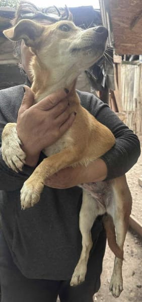 Sophia, suche Euch und Körbchen