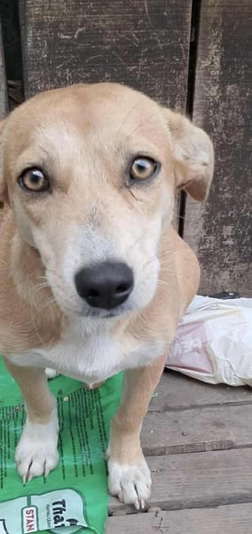 Sophia, suche Euch und Körbchen