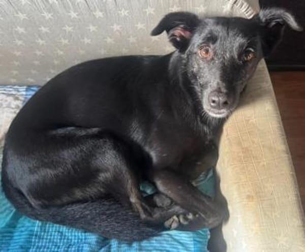 Inanna aus Viersen sucht ein Zuhause!