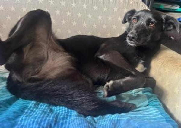 Inanna aus Viersen sucht ein Zuhause!