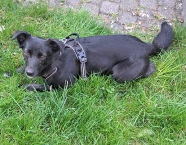 Inanna aus Viersen sucht ein Zuhause!