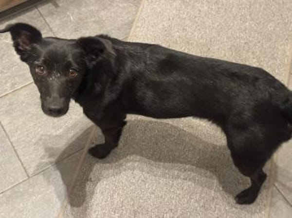 Inanna aus Viersen sucht ein Zuhause!