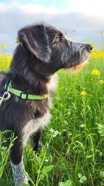 Sanfte Paula sucht ihre Familie