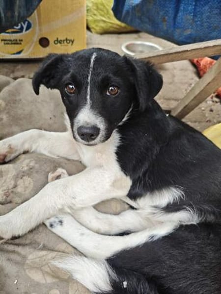 Liv, eine kleine 6 kg schwere Hündin