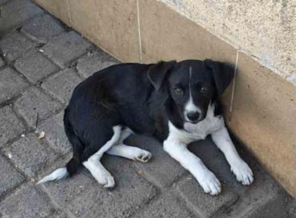 Liv, eine kleine 6 kg schwere Hündin