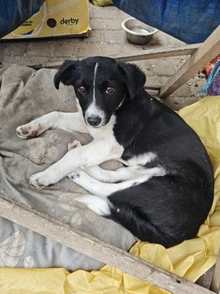 Liv, eine kleine 6 kg schwere Hündin