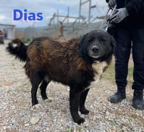 Dias - freundlich und ruhig