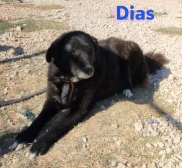 Dias - freundlich und ruhig