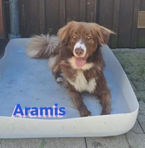 Aramis - lernwilliger Rüpel
