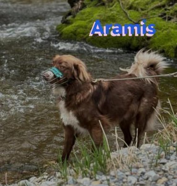 Aramis - lernwilliger Rüpel