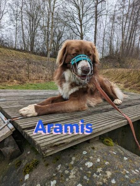 Aramis - lernwilliger Rüpel