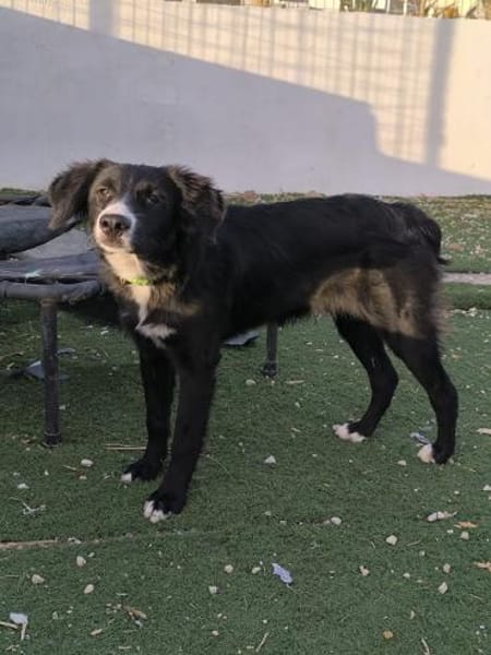 Lupo