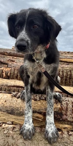 Pina eine Seele von Hund / 82284