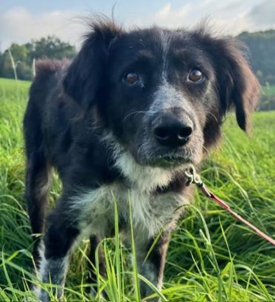 Pina eine Seele von Hund / 82284