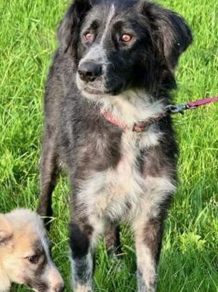 Pina eine Seele von Hund / 82284