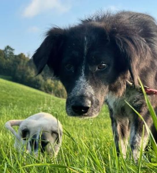 Pina eine Seele von Hund / 82284