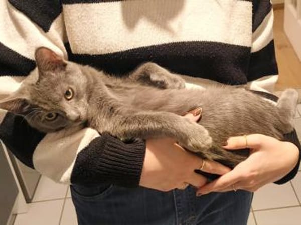 Mimmo sucht ein Zuhause