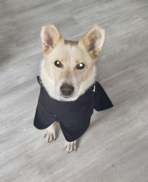 SOS = HERMES verliert sein Zuhause🆘🙏