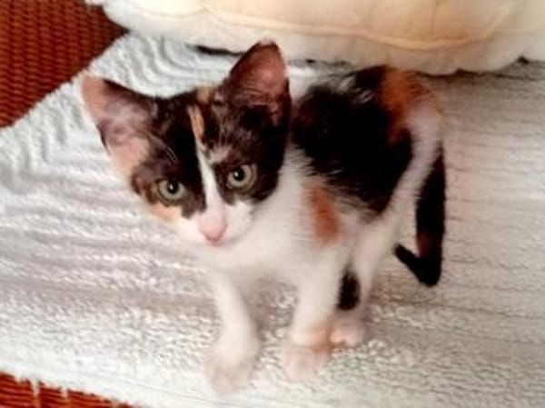 Glückskätzchen Manouche sucht Zuhause