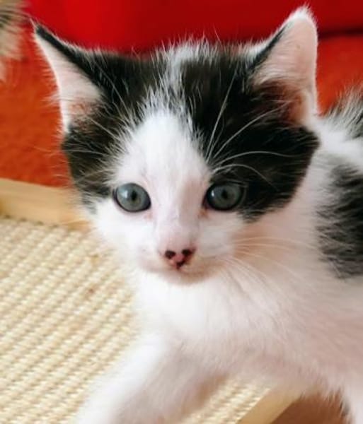 Katzenkind Luis