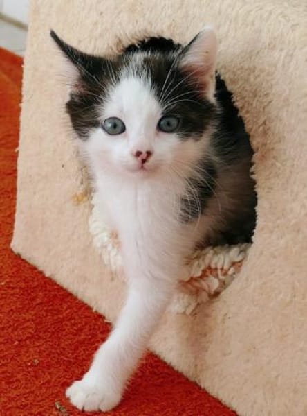 Katzenkind Luis