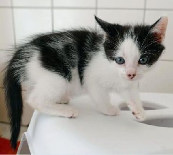 Katzenkind Luis