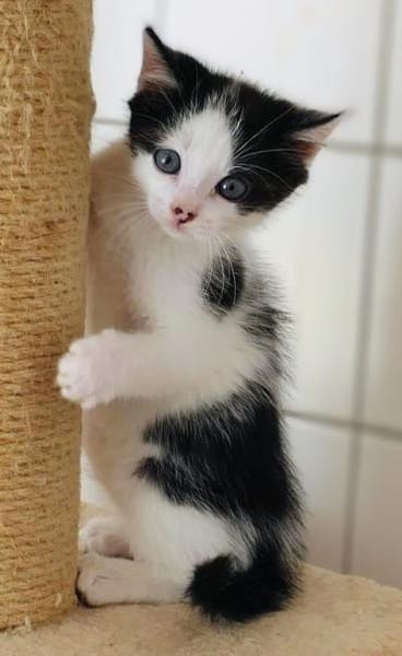 Katzenkind Luis