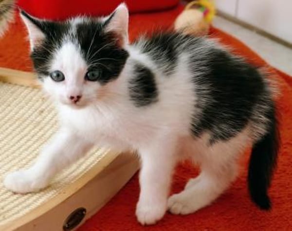 Katzenkind Luis