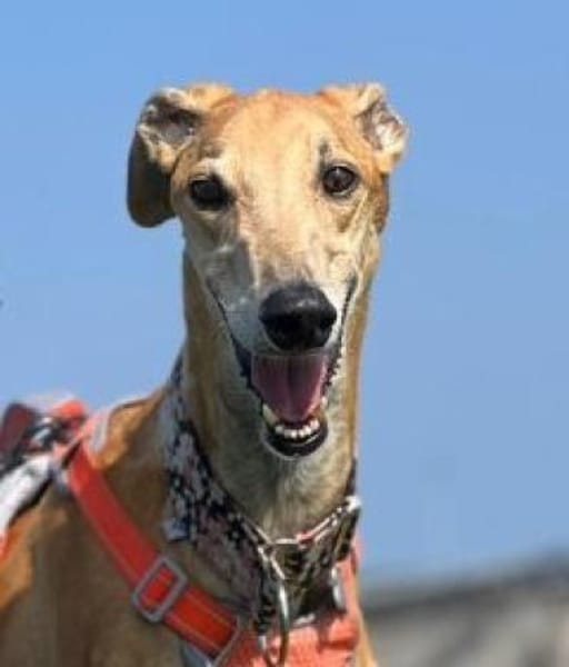 Cairo - Zuhause gesucht