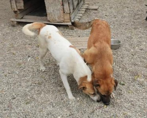 Albush, Junghund sucht neues Zuhause