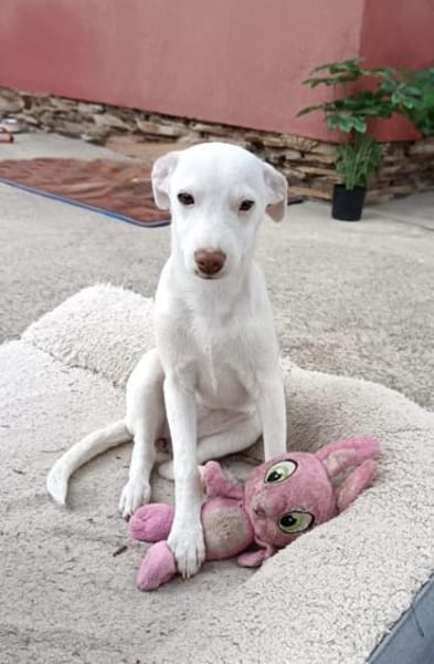 Zina sucht ein Körbchen