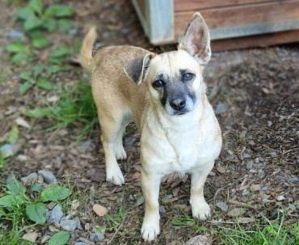 Kleine Hundedame REXINA
