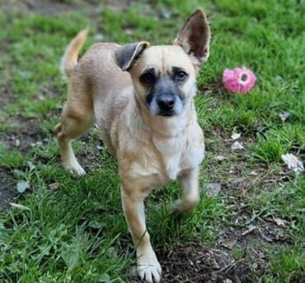 Kleine Hundedame REXINA