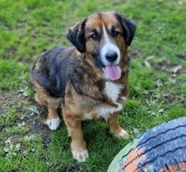 MISCHKA sucht Familie