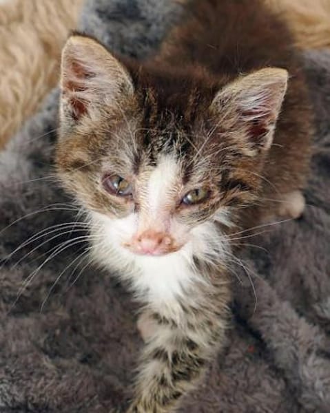 Katzenkind Kasimir