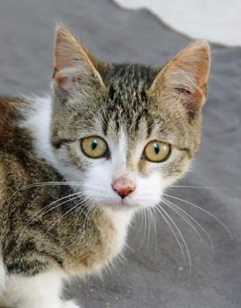 Katzenkind Joucy